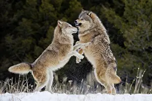 Attack: Two male Gray wolves (Canis lupus), rank fights