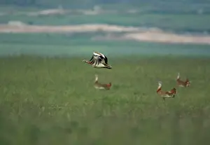 Otis: Male Great Bustard in flight at first light