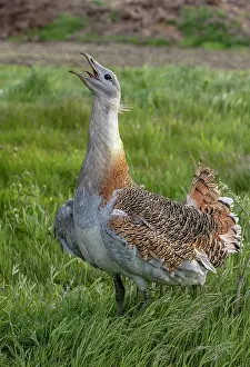 Heavy: Male Great bustard, Otis tarda, beginning to dis