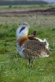 Heavy: Male Great bustard, Otis tarda, beginning to dis