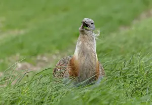 Heavy: Male Great bustard, Otis tarda, in open grasslan