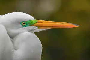 Ardea: Male Great egret in breeding plumage, Merritt Island