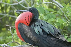 Inflated: Male great frigatebird