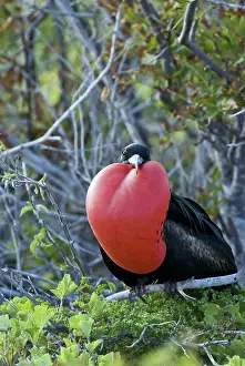 Inflated: Male great frigatebird