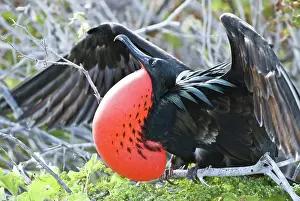 Inflated: Male great frigatebird