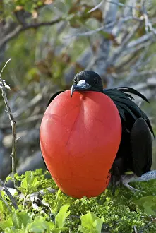 Inflated: Male great frigatebird