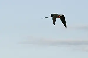 Fregata: Male great frigatebird