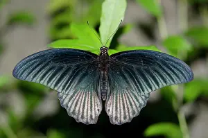 Hexapoda: Male Great Mormon Swallowtail Butterfly
