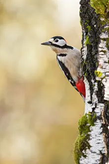 Picoides: Male Great Spotted Woodpecker on a birch trunk