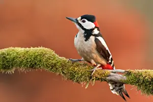 Picoides: Male Great Spotted Woodpecker on a mossy branch