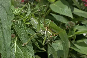 Devil: Male greater arid land katydid