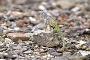 Chihuahuan: Male Greater Earless Lizard