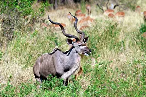 Tragelaphus: Male greater kudu (Tragelaphus strepsiceros)
