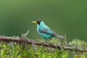 Honeycreeper: Male Green Honeycreeper