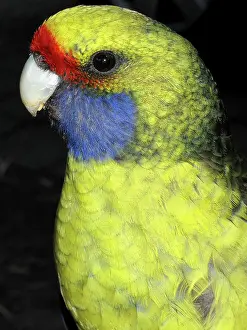 Tasmanian: Male Green Rosella parrot