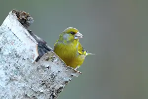 Taiga: Birch