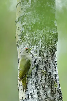 Populus: Aspen
