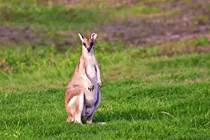 Giganteus: A male Grey kangaroos (Macropus giganteus)