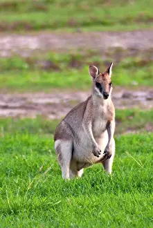 Giganteus: A male Grey kangaroos (Macropus giganteus)