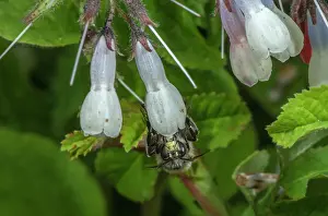 Pesticide: Male Hairy-footed flower bee, Anthophora plumipe