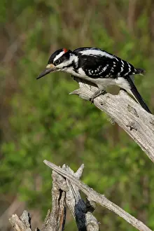 Villosus: Male Hairy Woodpecker