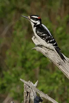 Villosus: Male Hairy Woodpecker
