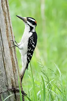 Villosus: Male Hairy Woodpecker
