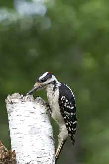 Suet: Male Hairy Woodpecker