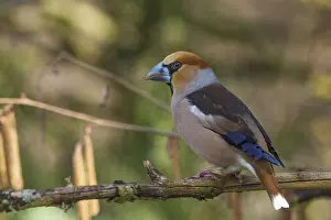 Blurred: A male hawfinch (Coccothraustes coccothraustes) with striking plumage sitting on a branch against a blurred background