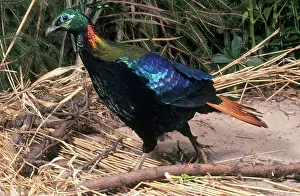 Nepalese: Male Himalayan Monal