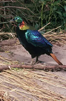 Nepalese: Male Himalayan Monal
