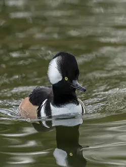 Cucullatus: Male Hooded Merganser, Lophodytes cucullatus, on