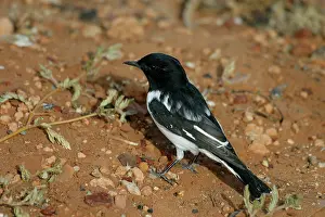 Melanodryas: Male Hooded Robin