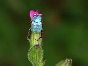 Scarabeidae: Male Hoplia coerulea beetle hanging on a flower bud