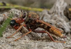 Hexapods: Male Hornet robberfly, Asilus crabroniformis, wi