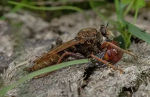 Hexapods: Male Hornet robberfly, Asilus crabroniformis, wi