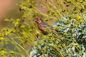 Brittlebush: Male House Finch (Haemorhous mexicanus) on Brittlebush