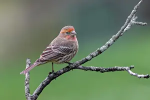 Kentucky: Male house finch, transitioning from winter plumage to