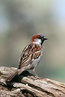 Ploceidae: Male House Sparrow