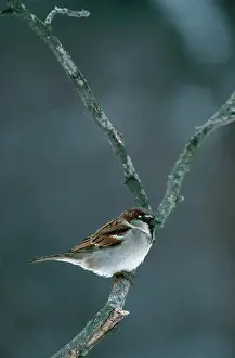 Ploceidae: Male House Sparrow