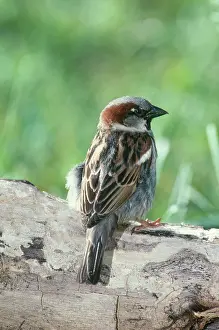 Ploceidae: Male House Sparrow