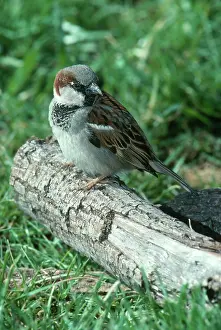 Ploceidae: Male House Sparrow