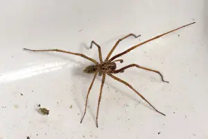 Shiny: Male house spider