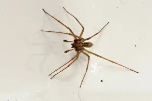 Shiny: Male house spider