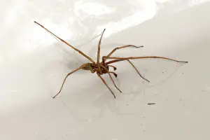 Shiny: Male house spider