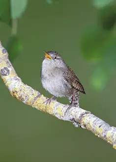 Calls: Male House Wren