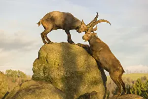Lights: Two male ibex (Capra ibex) playing on a rock in the last light of the day