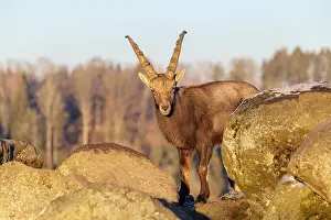 Moody: A male ibex (Capra ibex) is standing on a rock in the warm evening light