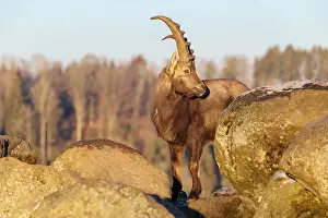 Moody: A male ibex (Capra ibex) is standing on a rock in the warm evening light
