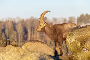 Moody: A male ibex (Capra ibex) is standing on a rock in the warm evening light